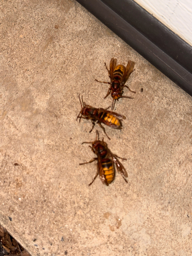 European Hornet