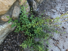 Nicotiana obtusifolia, photograph (c) Bruce Hartman, some rights reserved (CC BY)