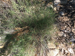 Muhlenbergia porteri, photograph (c) Bruce Hartman, some rights reserved (CC BY)