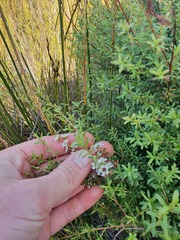 Kunzea amathicola