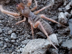 Solifugae