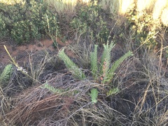 Oenothera cinerea cinerea