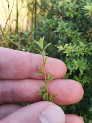 Kunzea amathicola