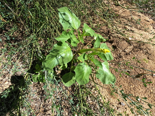 Datura discolor, photograph 2