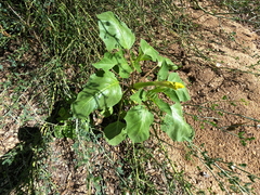 Datura discolor, photograph (c) Bruce Hartman, some rights reserved (CC BY)