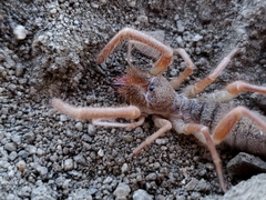 Solifugae
