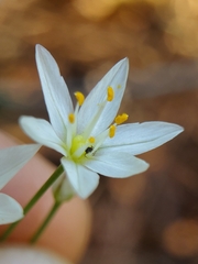 (c) Will Kuhn, some rights reserved (CC BY) Nothoscordum bivalve, photograph (c) Will Kuhn, some rights reserved (CC BY)