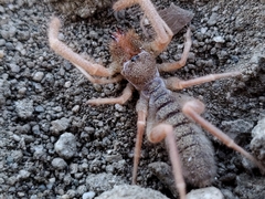 Solifugae