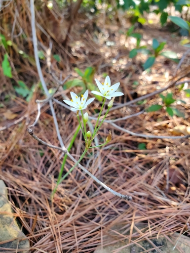 Nothoscordum bivalve, photograph 5