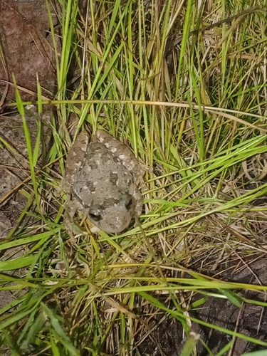 Argentine Snouted Tree Frog