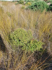 Kunzea amathicola