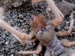 Solifugae