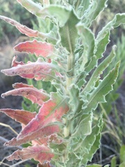 Oenothera cinerea cinerea