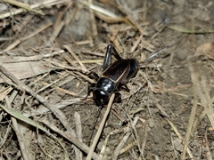Gryllus