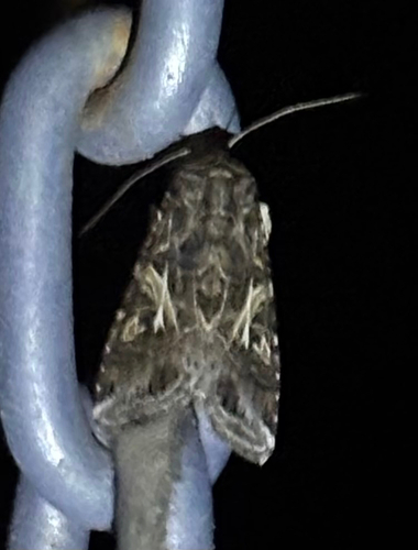 Yellow-striped Armyworm Moth