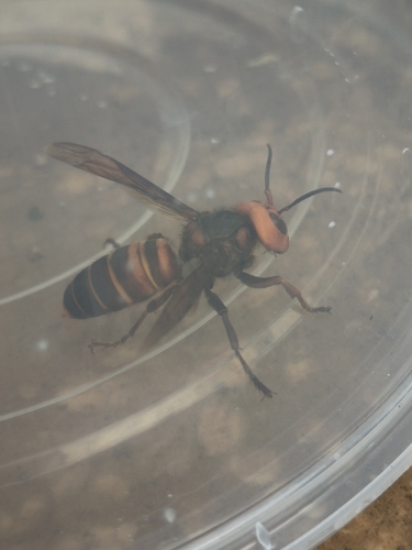 Asian Giant Hornet