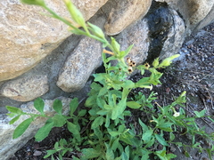 Nicotiana obtusifolia, photograph (c) Bruce Hartman, some rights reserved (CC BY)