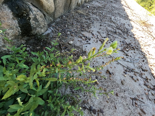 Nicotiana obtusifolia, photograph 6