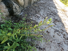 Nicotiana obtusifolia, photograph (c) Bruce Hartman, some rights reserved (CC BY)