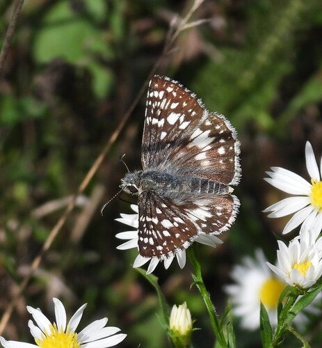 Common Checkered-Skipper