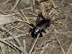 Gryllus