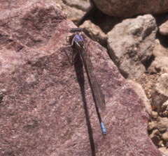 Argia munda
