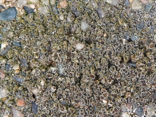 Chiseled Sunken Disk Lichen