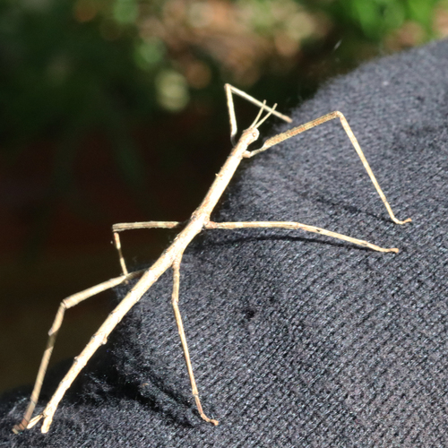 Margin-winged Stick Insect