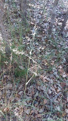 Eragrostis secundiflora