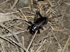 Gryllus