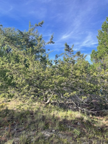 Rose-fruited Juniper