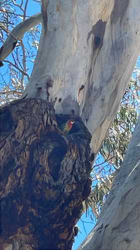 Eastern Rosella