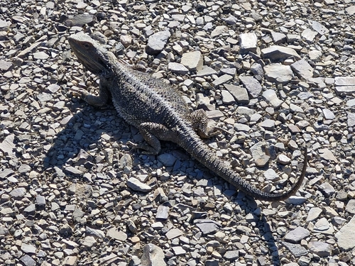 Eastern Bearded Dragon