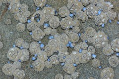 Chthamalus antennatus