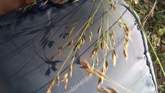 Eragrostis secundiflora