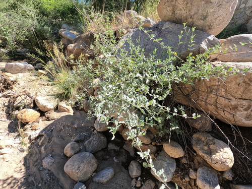 Condea emoryi
