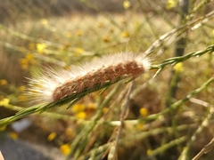 Estigmene acrea