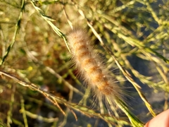 Estigmene acrea