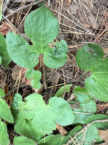 round-lobed hepatica