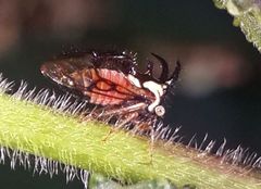 Cyphonia trifida