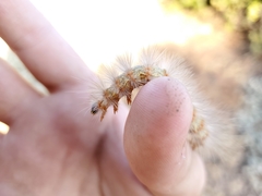 Estigmene acrea