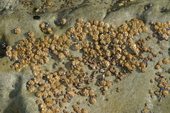 Chthamalus antennatus