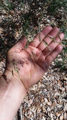 Eragrostis secundiflora
