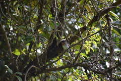 Ochthoeca rufipectoralis