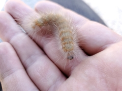 Estigmene acrea