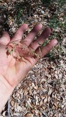 Eragrostis secundiflora