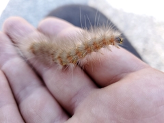 Estigmene acrea