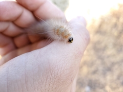 Estigmene acrea