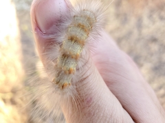 Estigmene acrea
