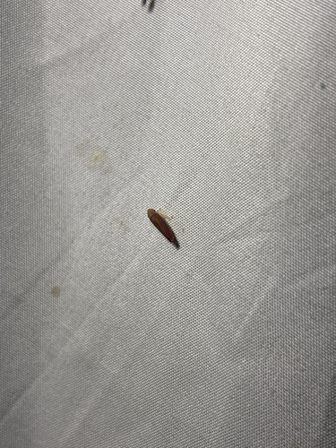 Red-banded Leafhopper
